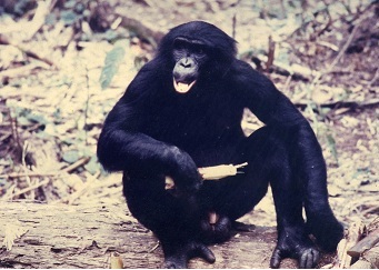 An male