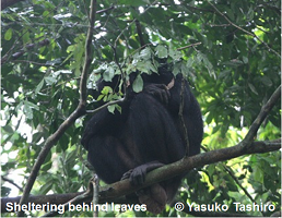 Sheltering behind leaves