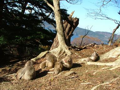 Grooming macaques 