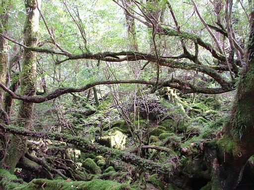 Vegetation at 800-1200m a.s.l. 