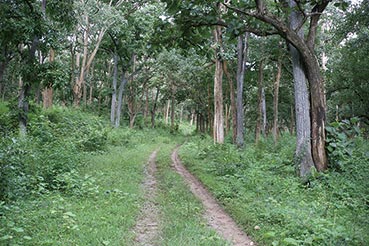 ムドゥマライ国立公園の森林内部