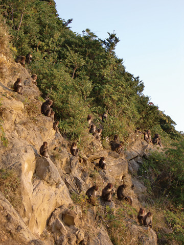 幸島のニホンザルたち