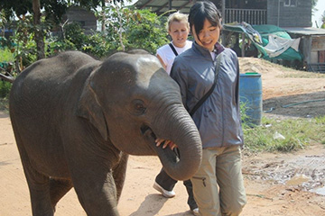 タイの村で暮らすアジアゾウたち