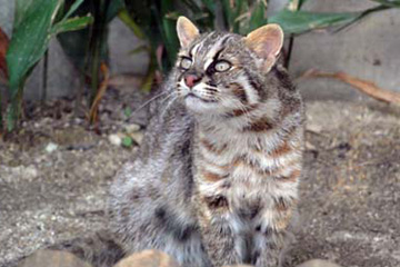 動物園でツシマヤマネコの絶滅を防ぐ取り組みについて