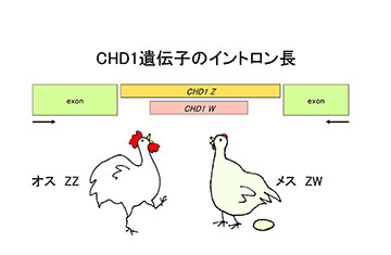 鳥類の性判別