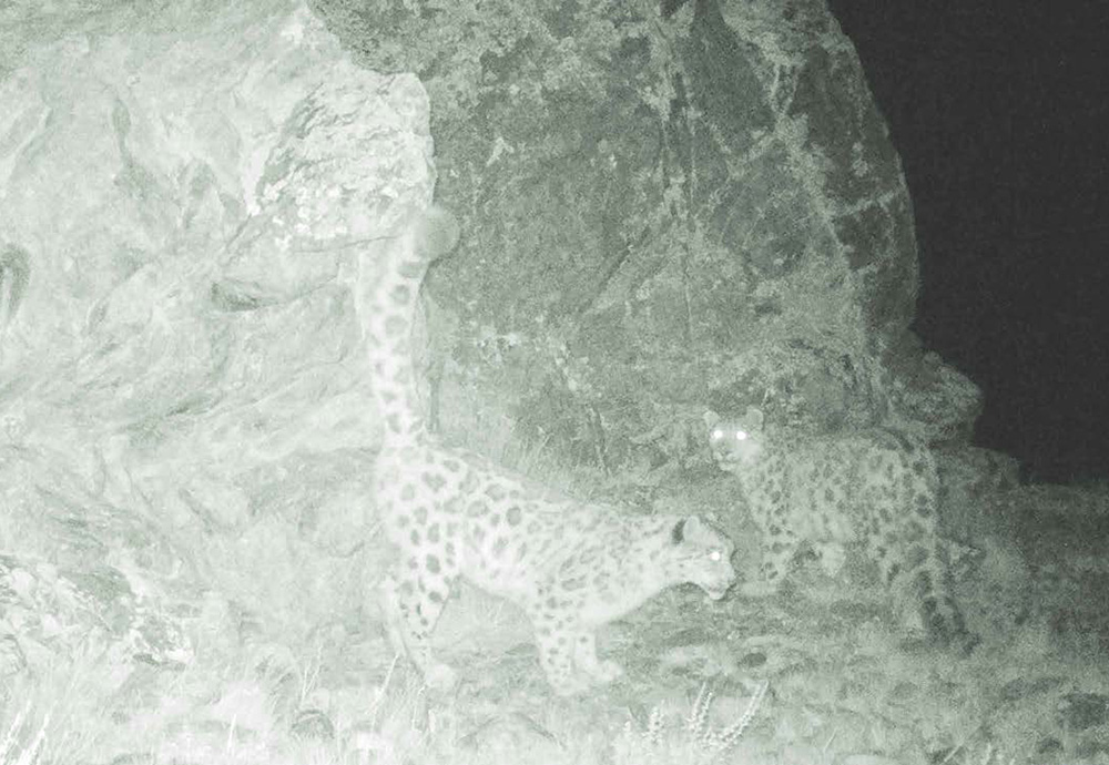 野生や飼育下の動物の繁殖研究