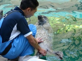 アザラシの体温測定