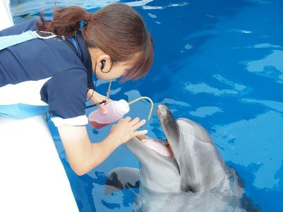 イルカの口内消毒