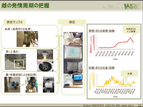 雌の発情周期の把握