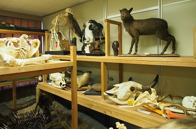 剥製や骨格標本: 動物園資料室探検