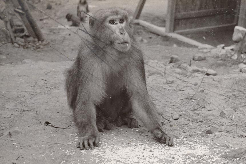 アカキン（１９５８年３月）※写真に落書きあり 