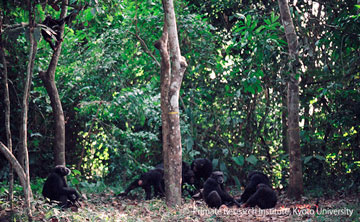 ギニア・ボッソウ村の野生チンパンジーの群れ。