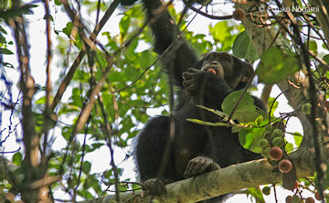 果実を食べる野生チンパンジー