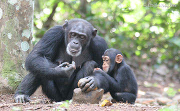 石でヤシの実を割る母親チンパンジー、それを間近で観察している子どもチンパンジー