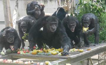 熊本サンクチュアリでのチンパンジー・グループ