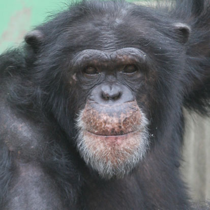 Chimpanzee Mikota