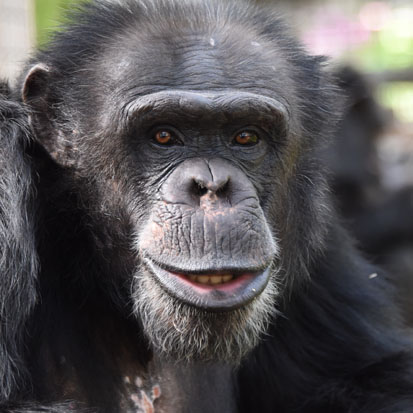 Chimpanzee Aruku