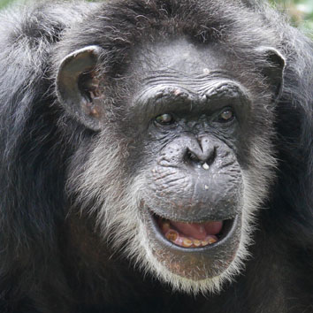 Chimpanzee Black