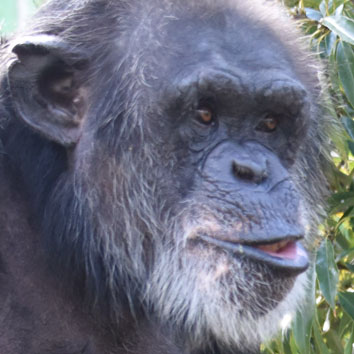 Chimpanzee Kanao
