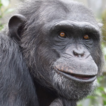 Chimpanzee Konan