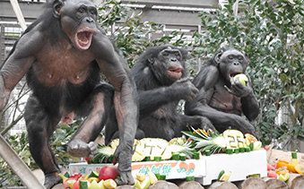 熊本サンクチュアリのボノボたち