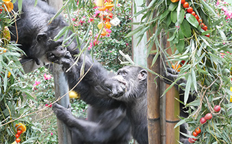熊本サンクチュアリのチンパンジーたち