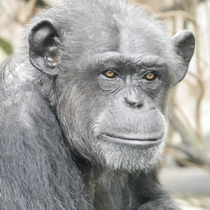 Chimpanzee Akina