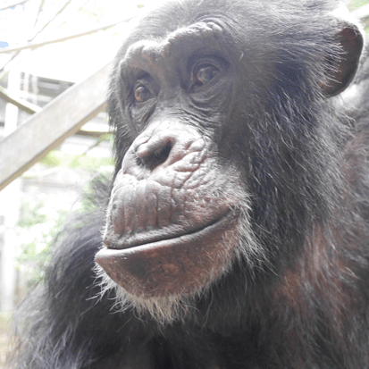 Chimpanzee Bon