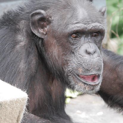 Chimpanzee Chiko