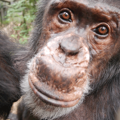 Chimpanzee Daichi
