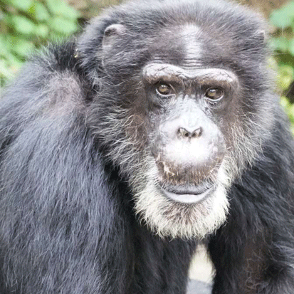 Chimpanzee George