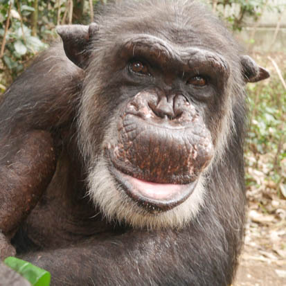 Chimpanzee Gou