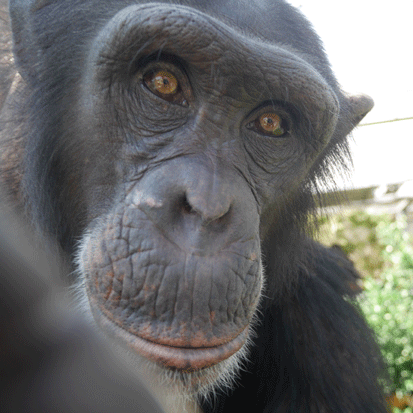 Chimpanzee Hatsuka
