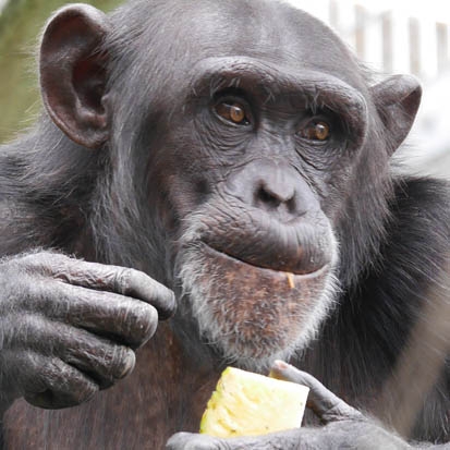 Chimpanzee Hatsuka