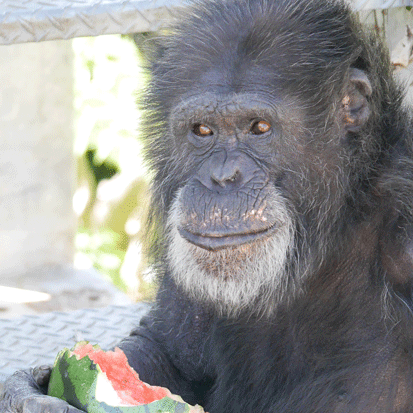 Chimpanzee Hope