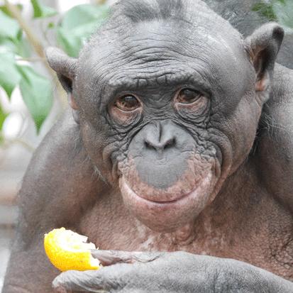 Chimpanzee Ikela