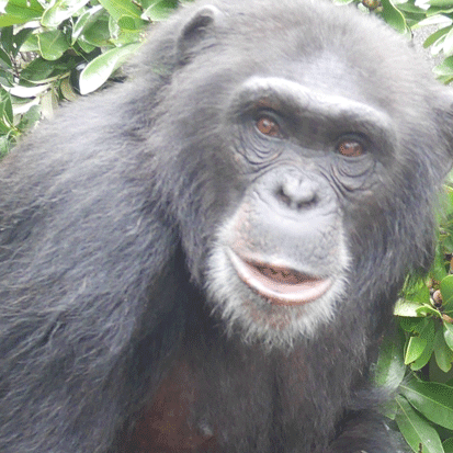 Chimpanzee Iroha