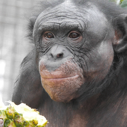 Chimpanzee Junior