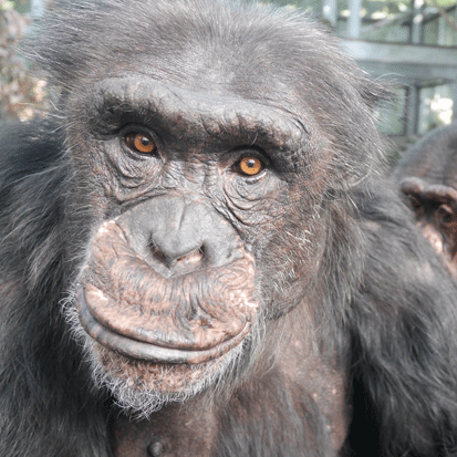 Chimpanzee Kazuma