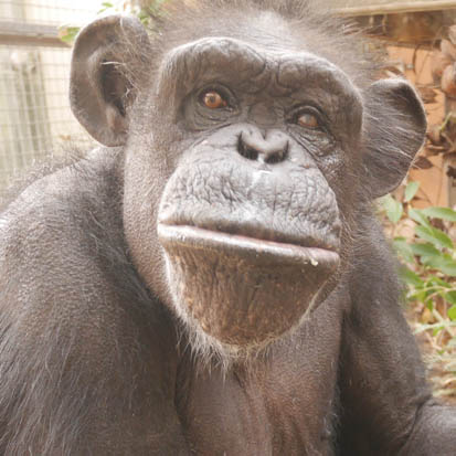 Chimpanzee Ken