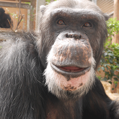 Chimpanzee Kohtaroh