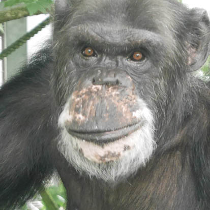 Chimpanzee Kohtaroh