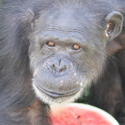 Chimpanzee Kumiko