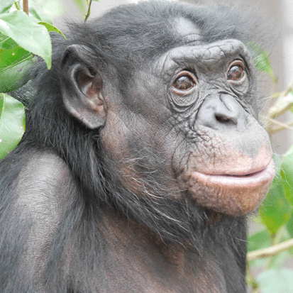 Chimpanzee Connie-Lenore