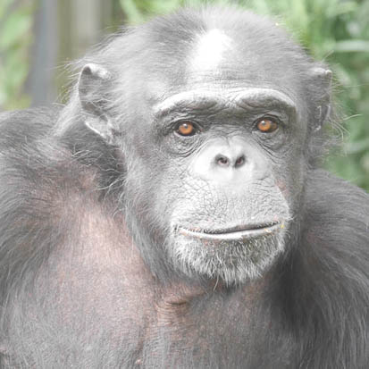 Chimpanzee Lina