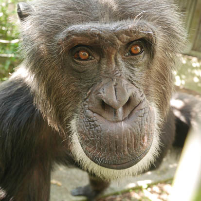 Chimpanzee Mickey