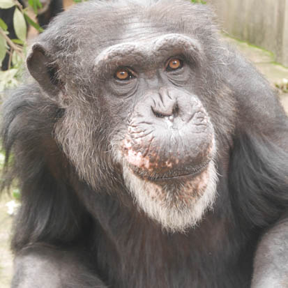 Chimpanzee Minato