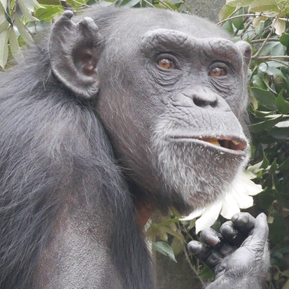 Chimpanzee Misaki