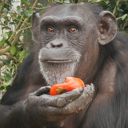 Chimpanzee Misaki