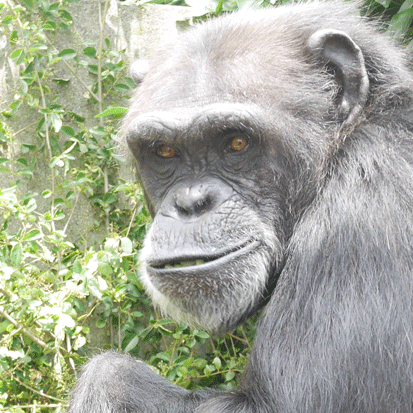 Chimpanzee Mizuki